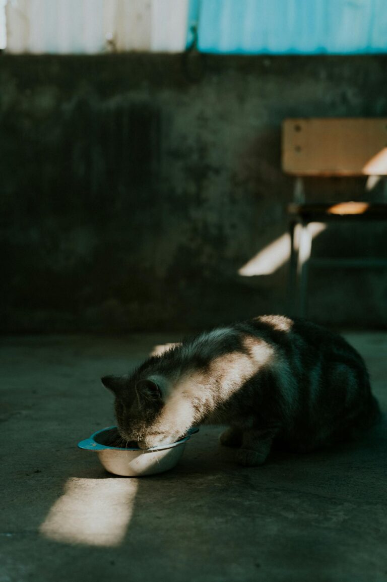 A cat enjoying its meal in a sunlit, shadow-filled room creating a serene ambiance.