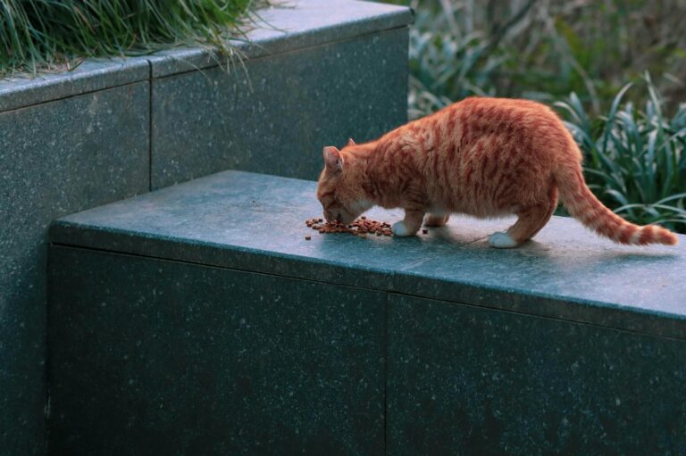 A ginger tabby cat eating kibble on a stone surface in an outdoor setting.