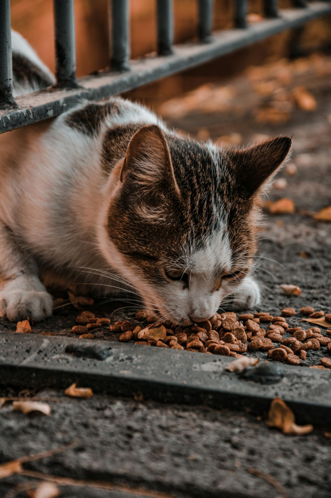 A stray cat enjoying a meal of dry food on an outdoor pathway.