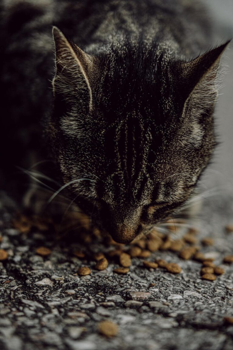 A tabby cat eating dry food on a rough outdoor pavement, showcasing texture and detail.
