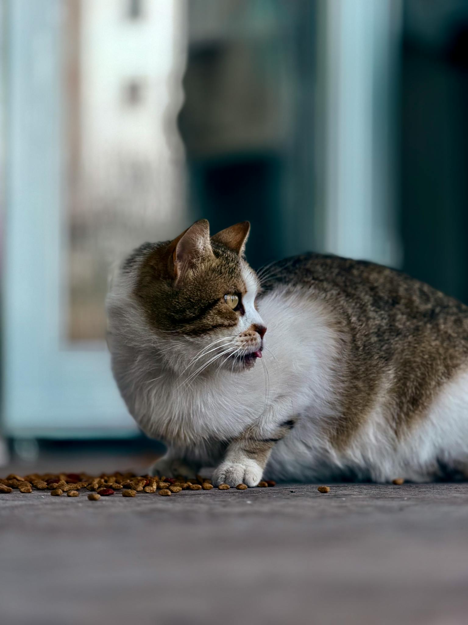 A tabby cat enjoys kibble on a sidewalk, showcasing its natural instincts outdoors.