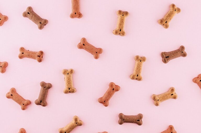 Common Pet Health Issues