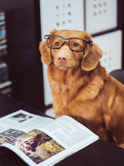 Simple Explanations of Pet Care