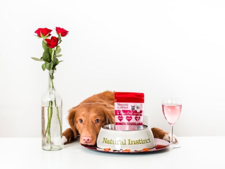 Pet Wellness: A Holistic Approach