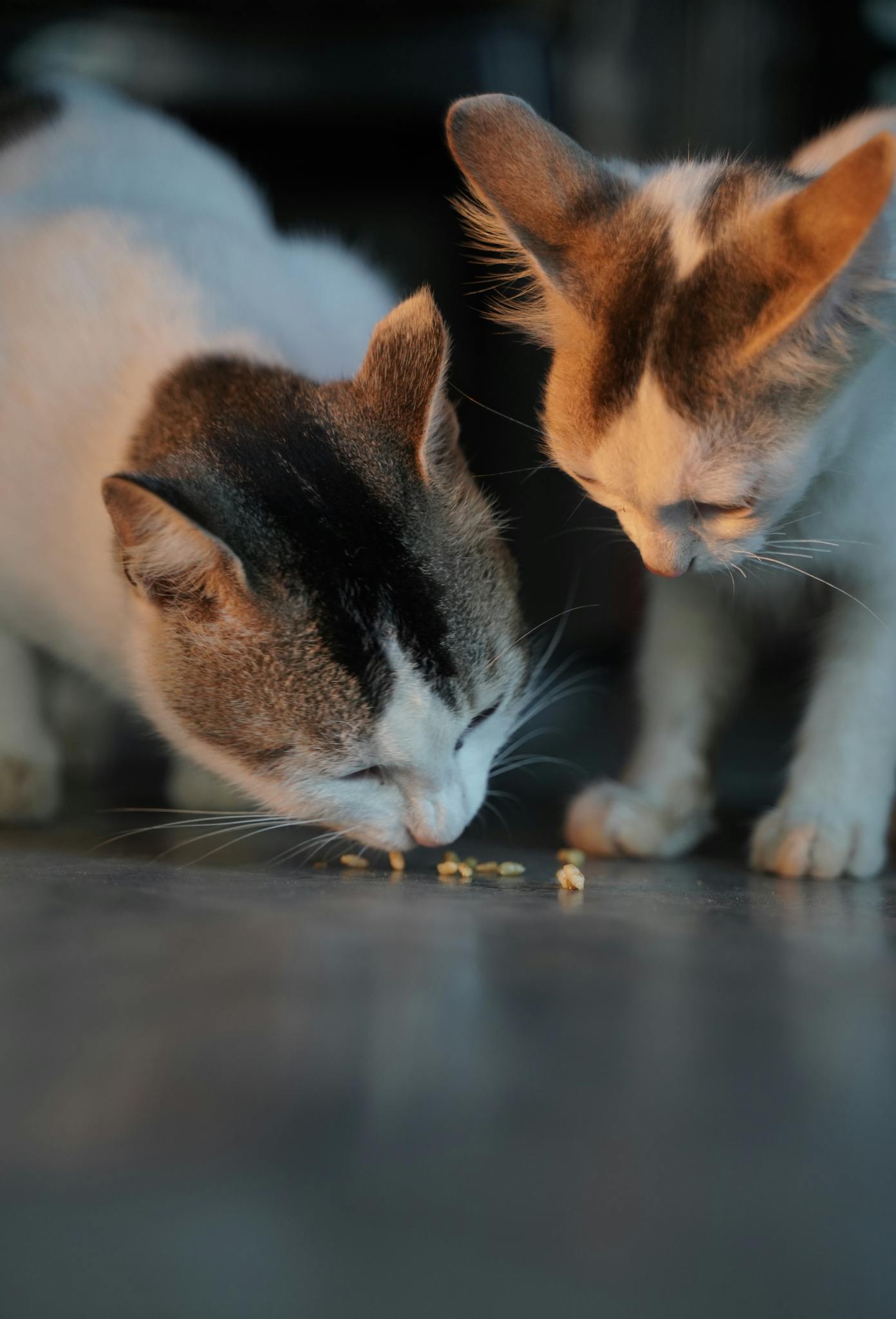 Two cats enjoying food together on a floor, showcasing feline companionship.