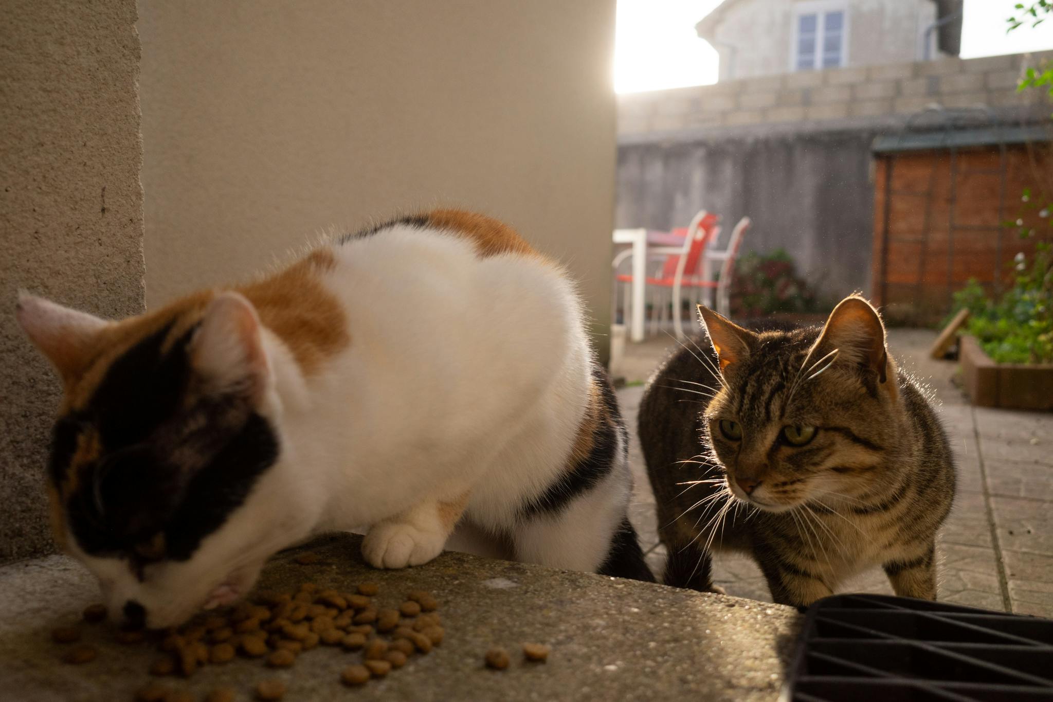 Two playful cats enjoying their meal in a cozy outdoor setting.